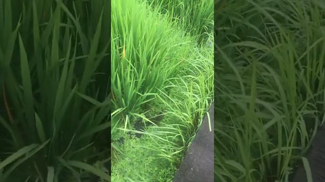 Атака кобры смотреть онлайн