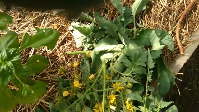 Как значительно УСКОРИТЬ налив и созревание ТОМАТОВ! 100% результат!!! смотреть онлайн