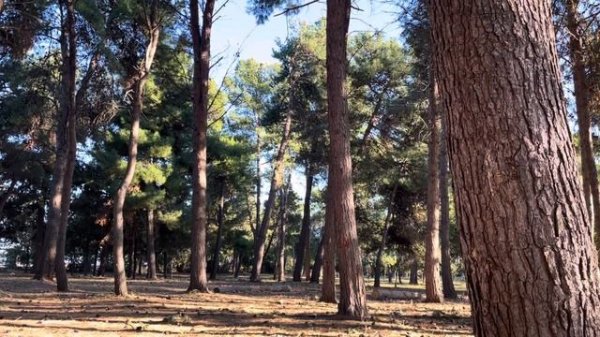 Аффирмации на каждый день: Поиск новой работы (мои афф.)#аффирмациидляженщин #аффирмациинакаждыйден