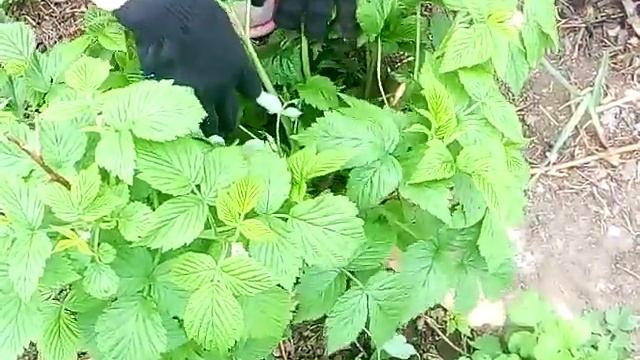 МАЛИНА-первая весенняя формировка куста.Это необходимо..