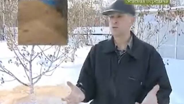 Полиуретановые трубки для зимовки деревьев смотреть онлайн