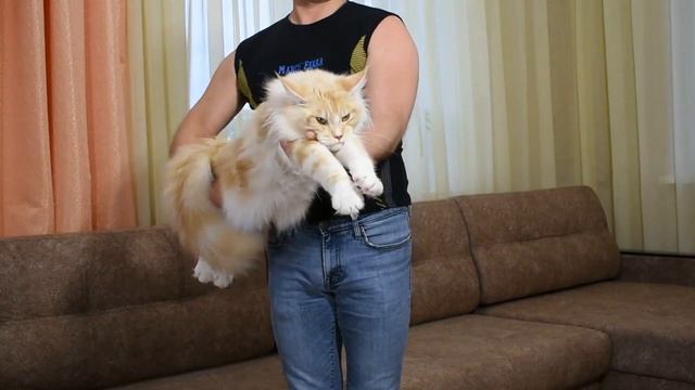 № 2486 G смотреть онлайн