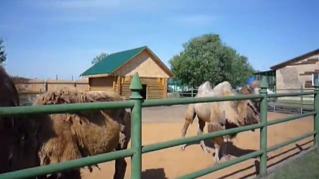 Верблюды смотреть онлайн