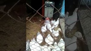 Совместное содержание гусей, индюков и курей.