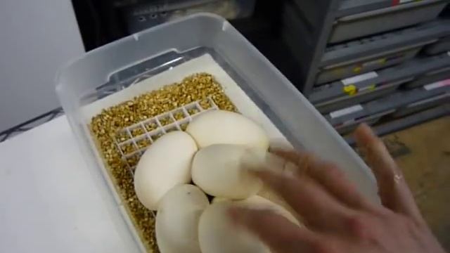 Setting Up Ball Python Eggs #3 of 3 смотреть онлайн