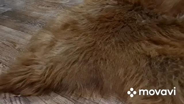 ОВЕЧЬЯ ШКУРА НА ПОЛ РЫЖЕГО ЦВЕТА (КОД: 4452) смотреть онлайн