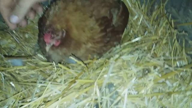 Начудила) Miracle ) наседка (клуша) в сентябре