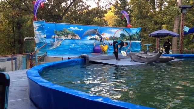 Дельфины рисуют картину, Нижний Новгород, сентябрь 2014 / Dolphins paint a picture смотреть онлайн
