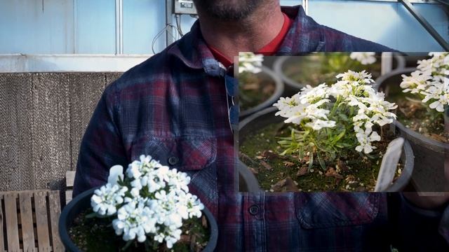 Iberis sempervirens 'Snowsation' Candytuft смотреть онлайн