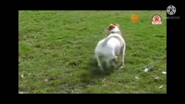 Джек Рассел терьер порода собак. Пишите в комментариях какую ещё.🦝 смотреть онлайн