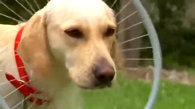 Насадка-обруч Woof Washer для собак смотреть онлайн