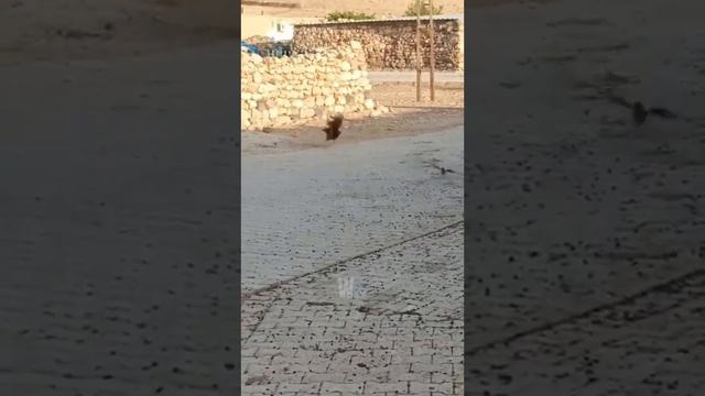 1000118042.mp4