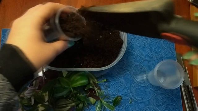 Традесканция: одно из самых лёгких в разведении комнатных растений смотреть онлайн