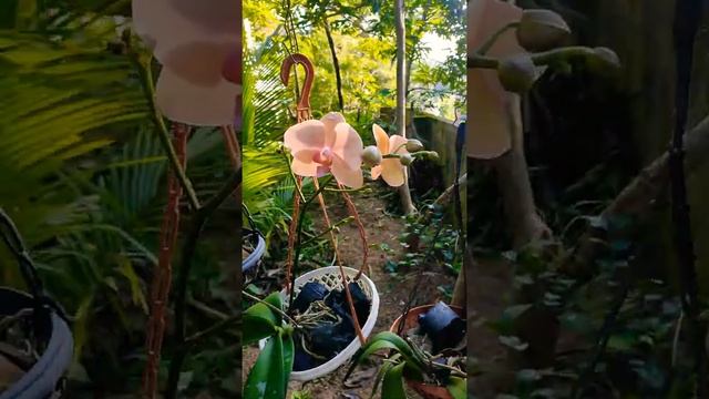 Phalaenopsis Ox Golden Apple смотреть онлайн