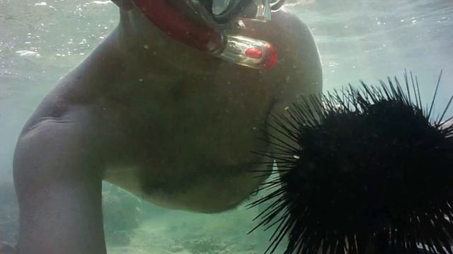 ёжик на руке наютуб смотреть онлайн