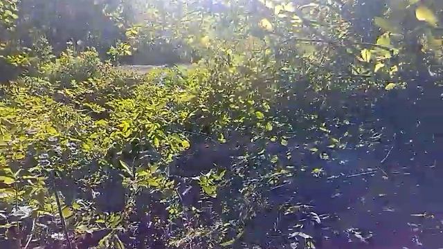 Повесил еще две ловушки для пчел 27.05.2018. смотреть онлайн