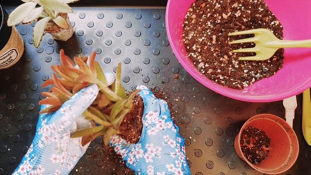 КАЛАНХОЭ томентоза (войлочное). Пересадка и уход