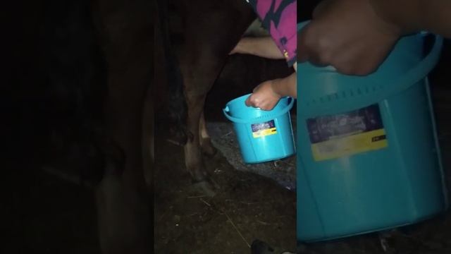 лайфхак как доить корову