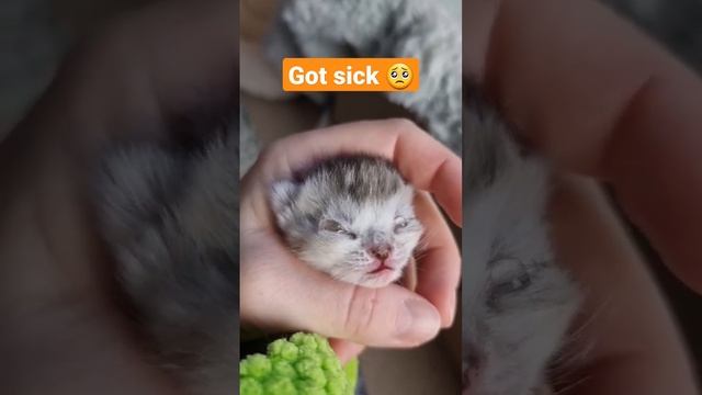 Котёнок заболел нужно капать глазки ? он так сильно мяукает, жалко смотреть онлайн