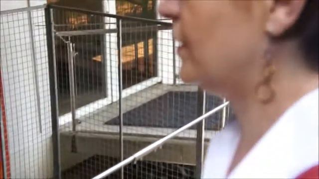 Barryland. St. Bernards. Музей сенбернара. смотреть онлайн