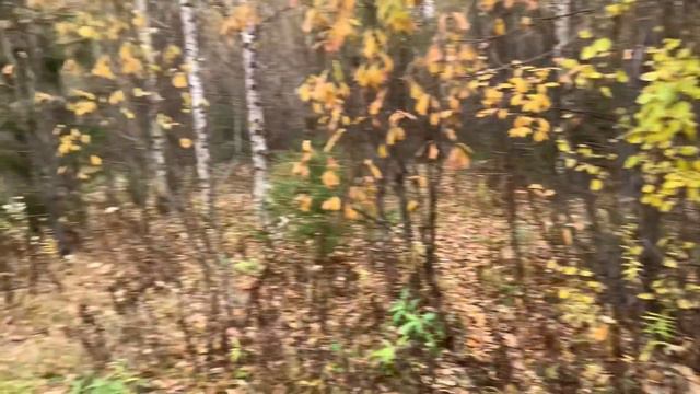 Охота на зайца(эстонская гончая ) часть 2 смотреть онлайн