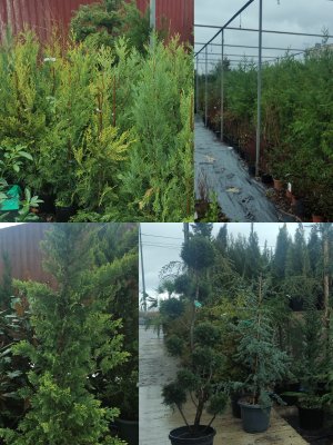 популярный виды для быстрой и неприхотливой изгороди кипарисовик лейланда упрессоципарисе Лейланда