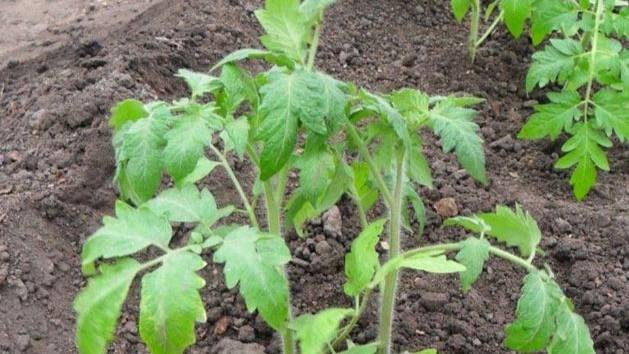 Томаты_Высадка томатов по 2 корня в лунку_Как сажать томаты смотреть онлайн