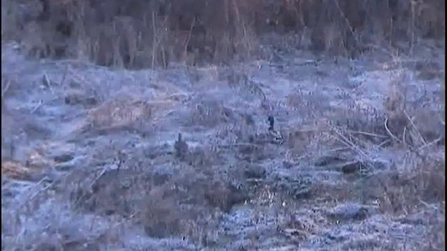 Пара уток пасутся возле Кальмиуса 24,02,15, 2 смотреть онлайн