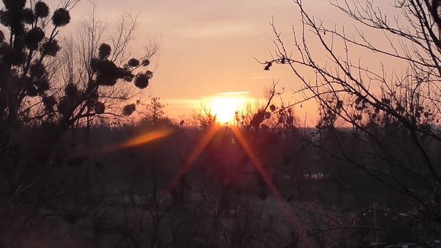 VLOG.Распущу пальто. Взошёл колеус . Ещё один друг семьи. Ответы на вопросы. смотреть онлайн