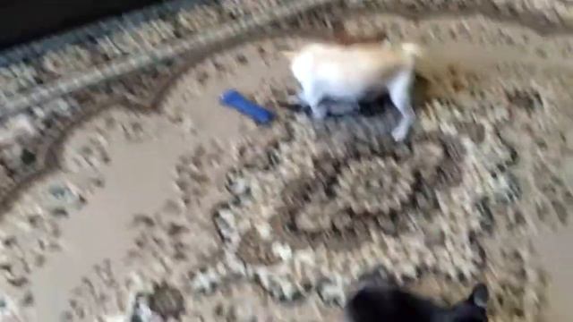 Чихуахуа. Воспитание подрастающего поколения. смотреть онлайн