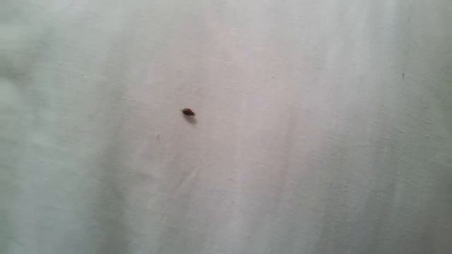 Клоп постельный Израиль. ЭкоМир 058-5858-338 смотреть онлайн