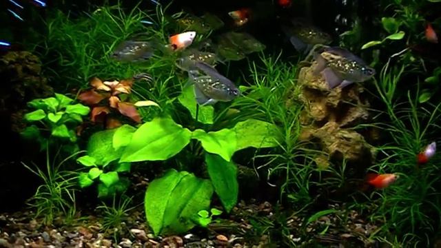 #Aquarium. Эхинодорус цветёт. смотреть онлайн