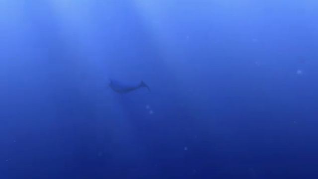 У пошуках Немо Дорі говорить з китом 00 смотреть онлайн