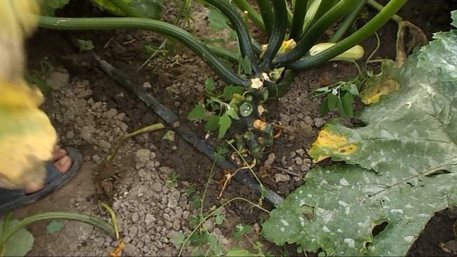 Что делать если кабачки начинают желтеть и загнивать !!! Болезни кабачков !!! смотреть онлайн