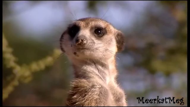 Meerkat Manor: Remembering Shakespeare ~ Iris смотреть онлайн