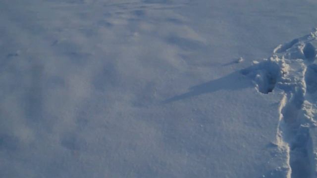 Совет начинающим виноградарям. смотреть онлайн