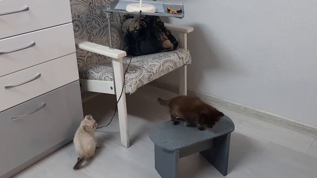 Зверьё МОЁ. Котята едят ВСЁ, что не приколочено....пора приколачивать. Новые места для игр. смотреть онлайн