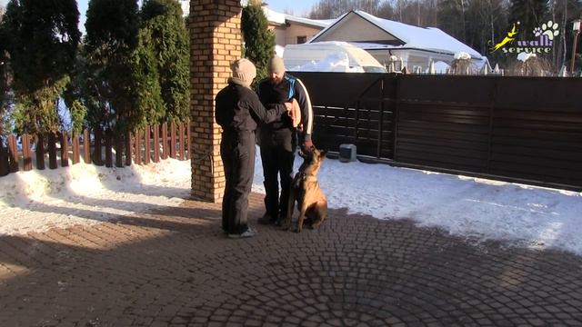 Дрессировка собак, Команда Дай #7, подушка, удавка, послушание смотреть онлайн