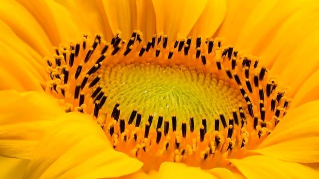 Жёлтый цвет. Дарит энергию и хорошее настроение. смотреть онлайн