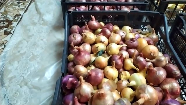 моя коллекция лука шалот 2022 часть 2 смотреть онлайн