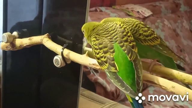 Релакс. Попугай Ксюша. 🥒🥕🥬 смотреть онлайн