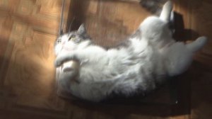 Посев листовой капусты Кейл (Кале) в кассеты для рассады