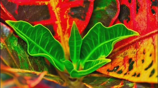 ALL ABOUT CROTON PLANT смотреть онлайн