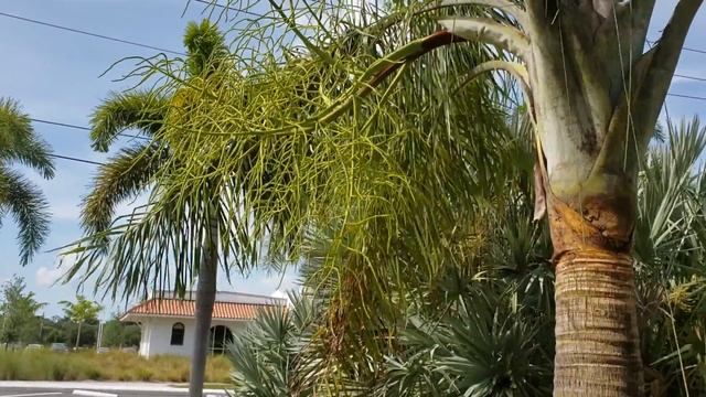Dypsis madagascariensis - A Common Collector's Palm That Grows Like A Triangle. смотреть онлайн