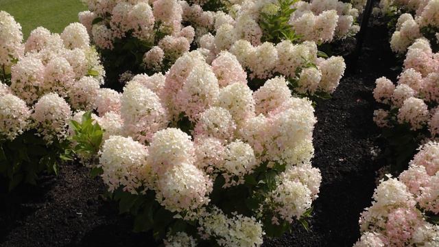Hydrangea Paniculata Living Milk & Honey®
