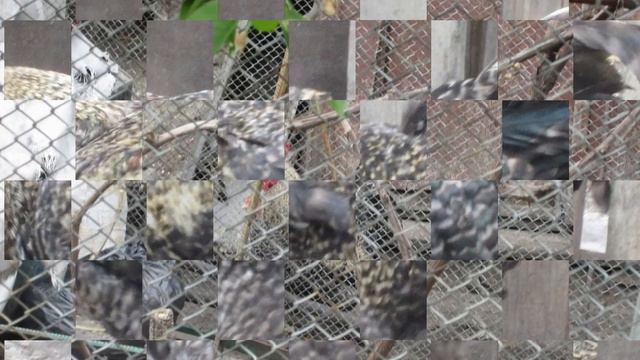 Петухи и куры - курятник в городе смотреть онлайн