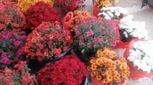 Краснодар Цветочный рынок Часть 1 Обзор горшечных цветов