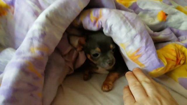 Не мешайте спать чихуахуа смотреть онлайн