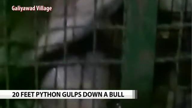 Caught on camera: 20-feet long Python swallows Nilgai in Gujarat смотреть онлайн
