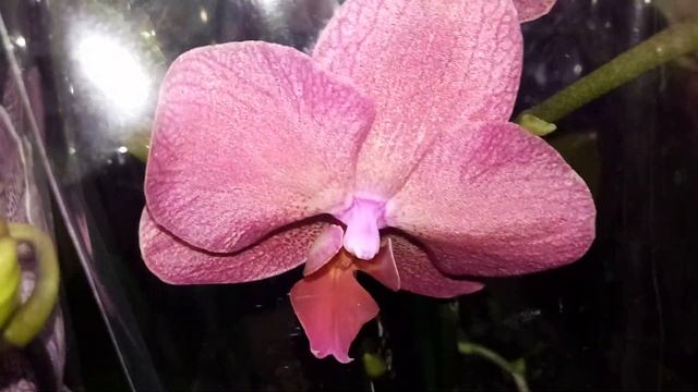 Шикарный, пышный завоз редких орхидей Каода, Леко Фантастик ... Оптовая база, пер Промышленный 4 смотреть онлайн